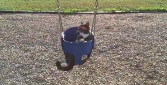 谁说猫主子只能坑铲屎官, 这只猫主子可不一样, 它是上帝派来的! 谁说猫主子只能坑铲屎官, 这只猫主子可不一样, 它是上帝派来的!