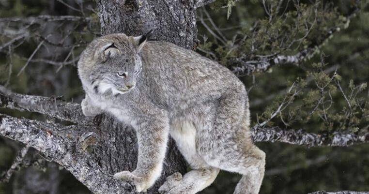 辟谣 短尾猫也是一种猞猁 猞猁天线更长 短尾猫更威猛 加拿大