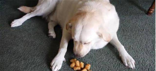 贪吃的工作犬闻到饭香，紧跟着端饭的消防员，还不断暗示投喂
