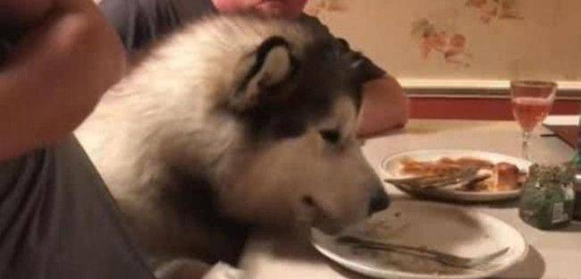 观点评论|爷爷奶奶大老远跑来看“胖孙子”,结果2只阿拉不买账:空手来?