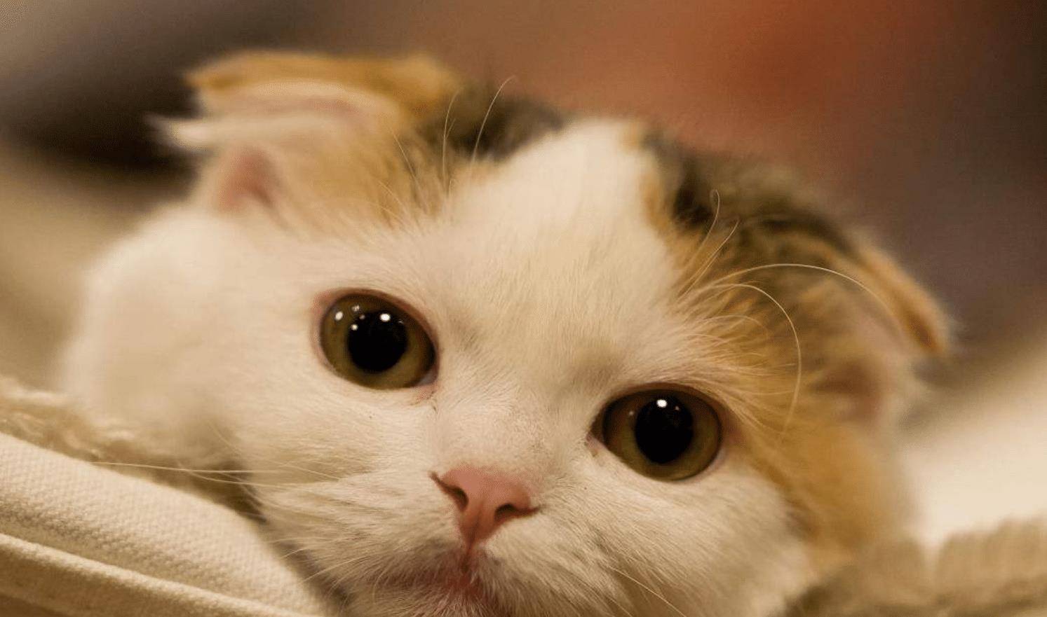 猫咪|盘点四种撸起来手感超好的喵星人，看看你家的猫咪上榜了没？