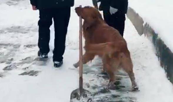 带金毛回老家，金毛迷上了扫雪，见人就递铁锹，笑哭主人