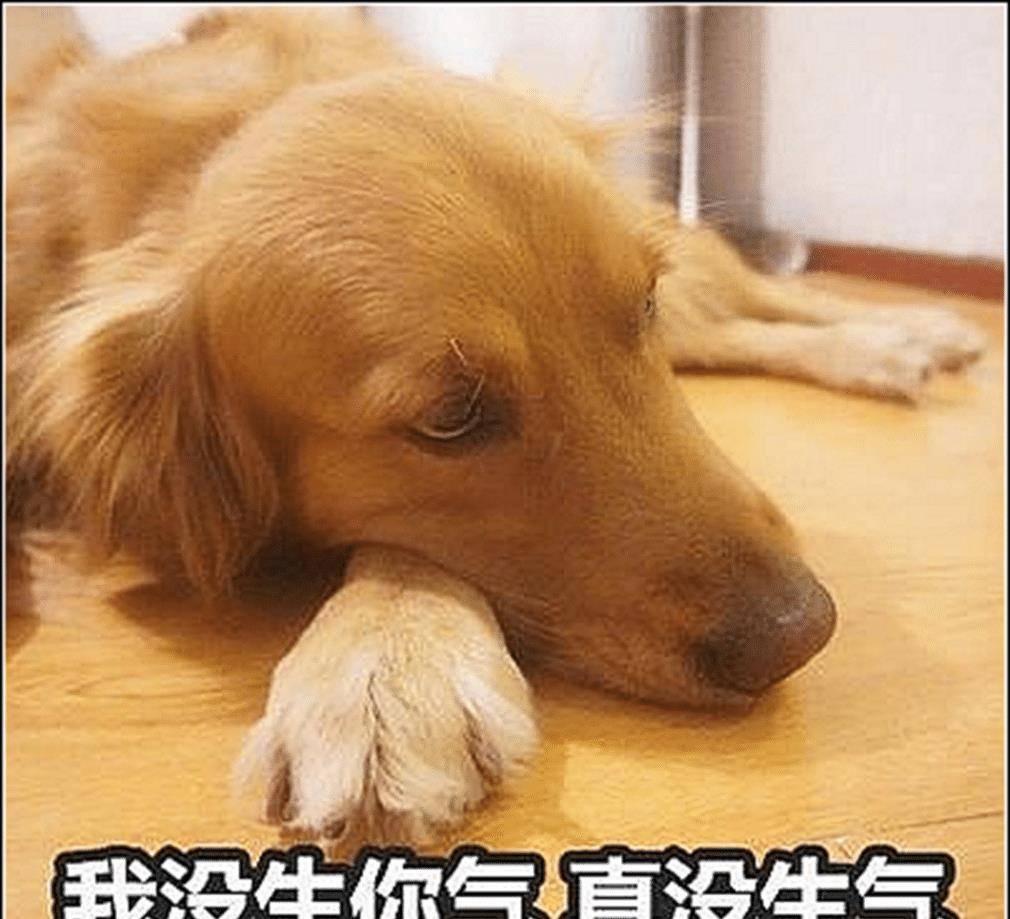主人外出工作,把金毛寄养在农村老家,一周后回来,再见时愣住了 主人外出工作,把金毛寄养在农村老家,一周后回来,再见时愣住了
