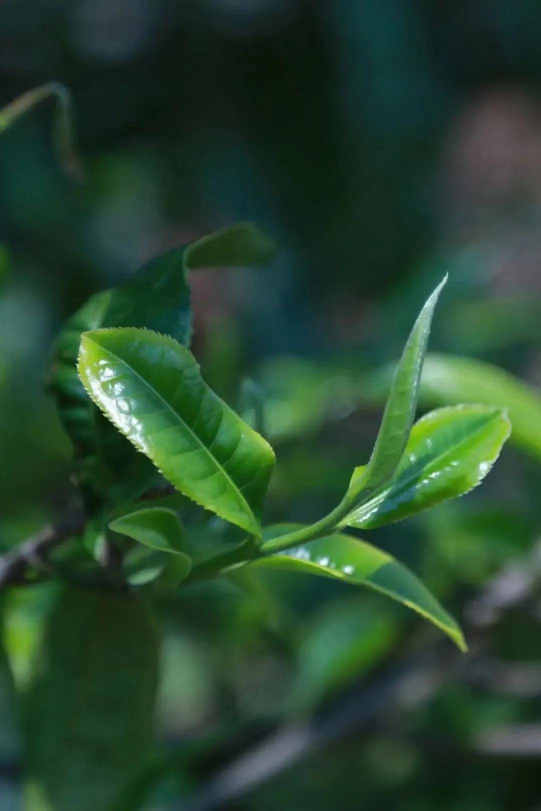 保山| 昌宁茶山史话 古树逢春茶乡美_茶树