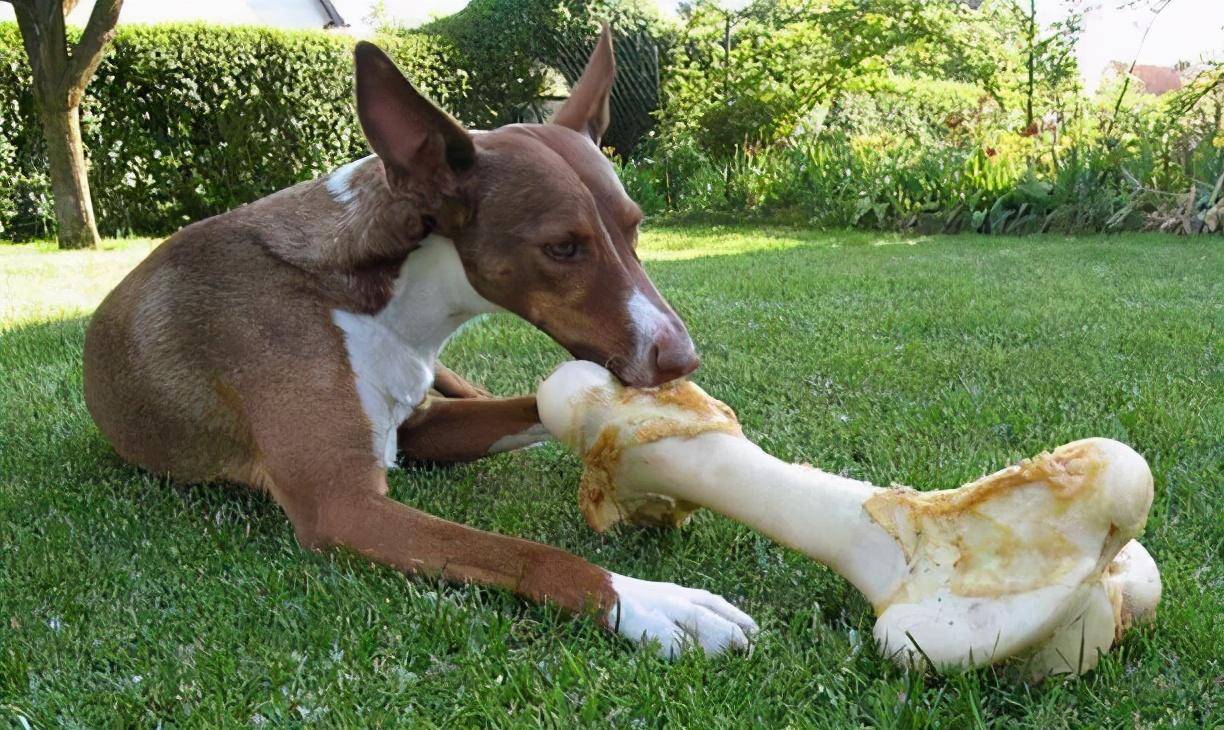 肉类|适合狗狗吃的6款“零食”，好吃还不贵！