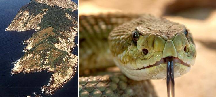 蛇是哪个国家的国宝动物 1936ae29848344dabd4e05b48c317093.jpeg