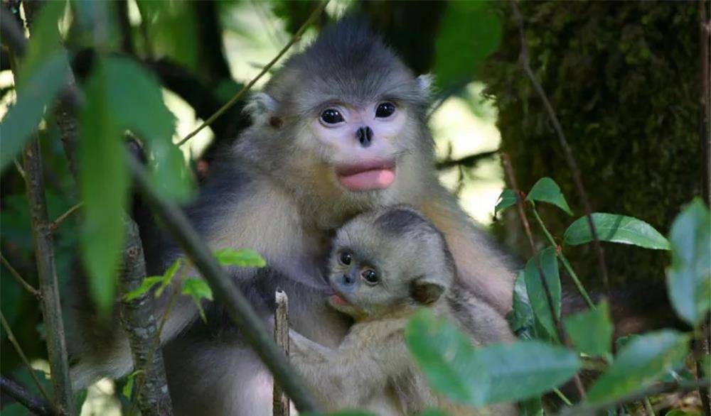 白马雪山最有母爱的金丝猴，即使幼崽死了，母猴依旧把它抱在怀里