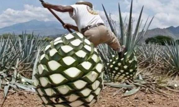 龙舌|龙舌兰果8年才成熟一次，一个能长到上百斤，酿出的味道堪称顶级