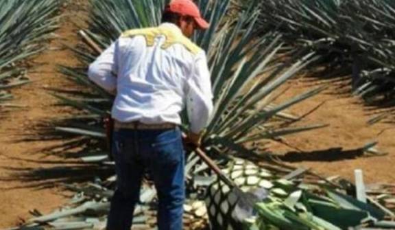 龙舌|龙舌兰果8年才成熟一次，一个能长到上百斤，酿出的味道堪称顶级