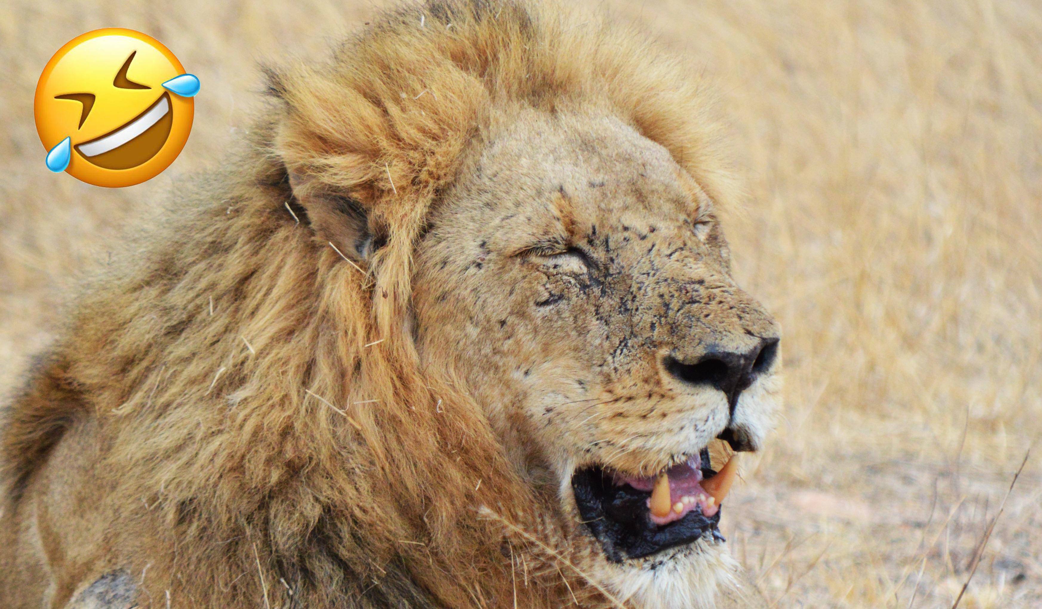南非克鲁格看到的动物笑容，用心去看每一种动物，你会收获很多