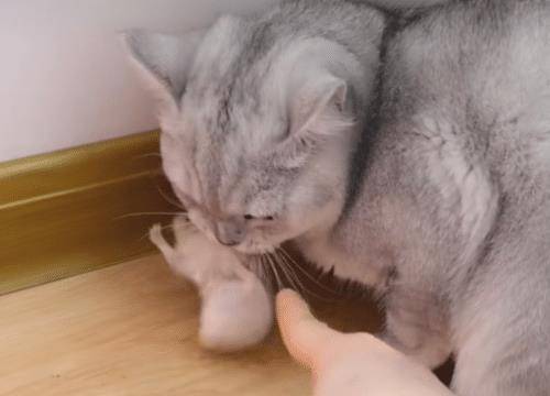 猫咪叫声播放吓老鼠 9ac079681764467fbdf4a98d770e04d5.jpeg