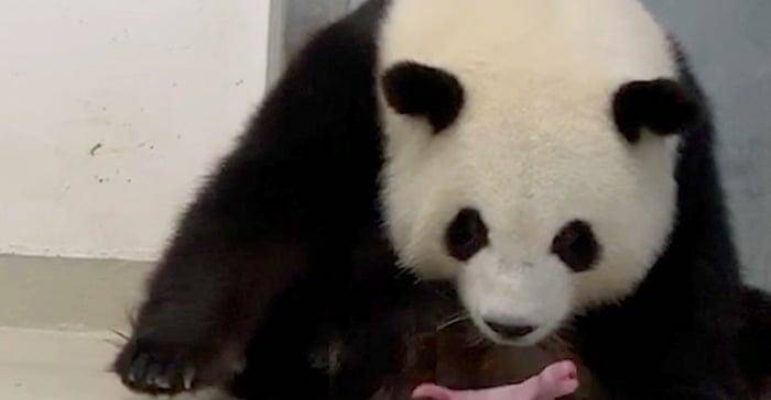 熊猫出生为什么那么小