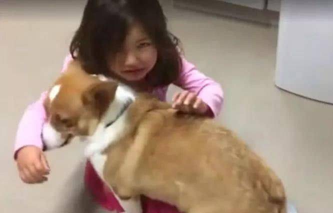 举动|小主人被教训后嚎啕大哭，小柯基的安慰方式令人暖心！