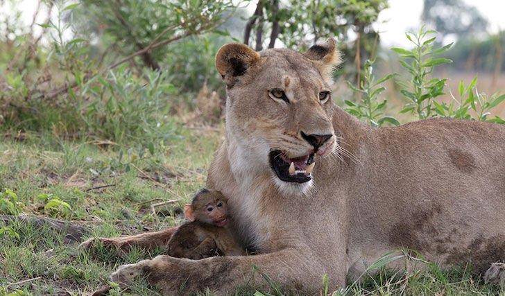 狒狒 aa5fa36447d3413187e856d6424085d2.jpeg