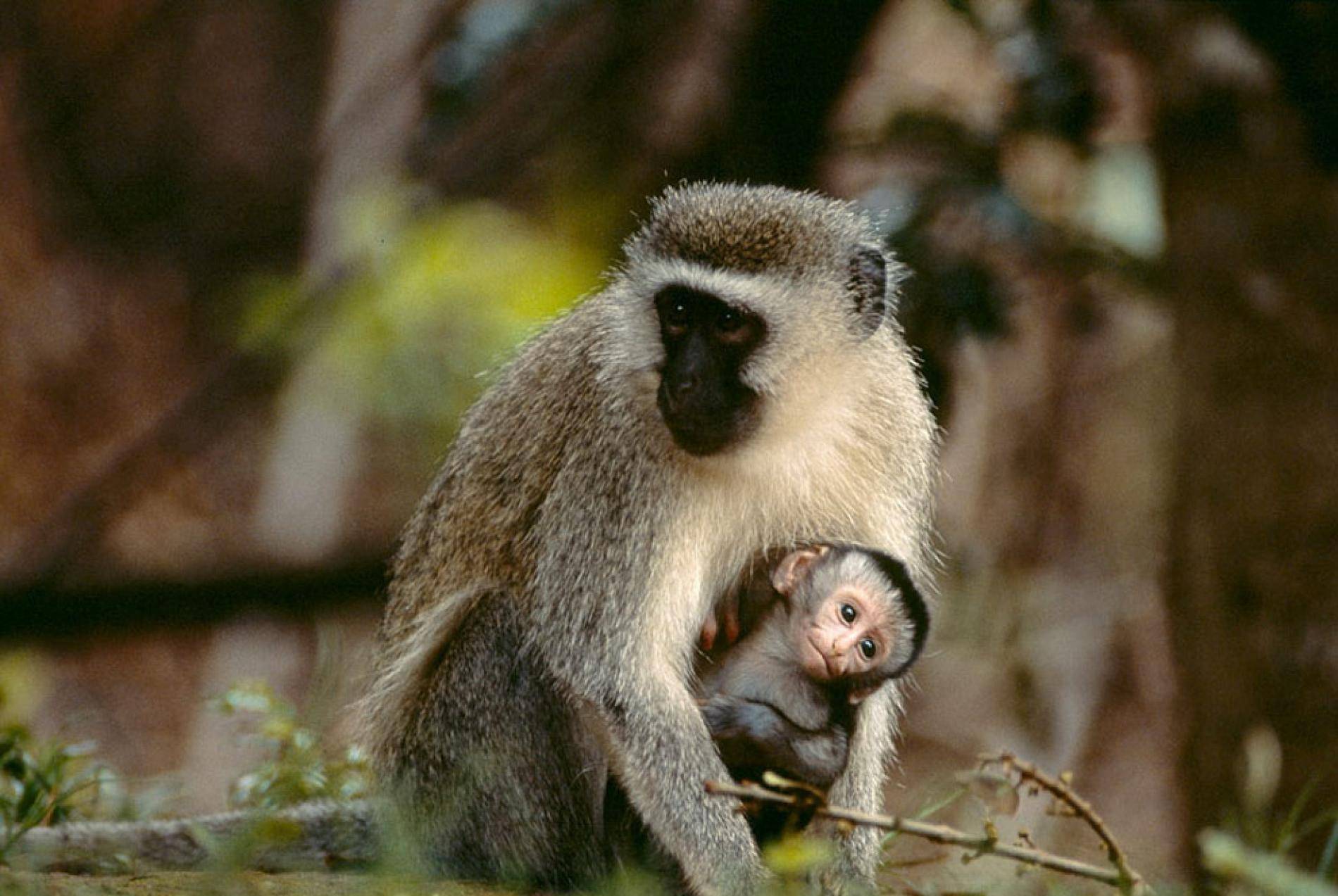 猴的种类 b8e7acdca21d4132b8d4e90f911c925f.jpeg