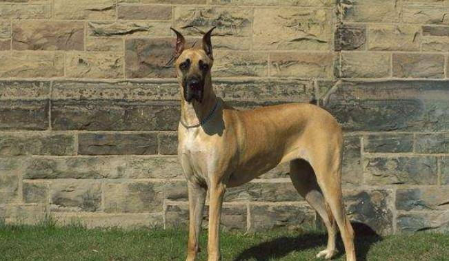 这7种工作犬特别受人喜欢 颜值高能力强 有你喜欢的吗 主人