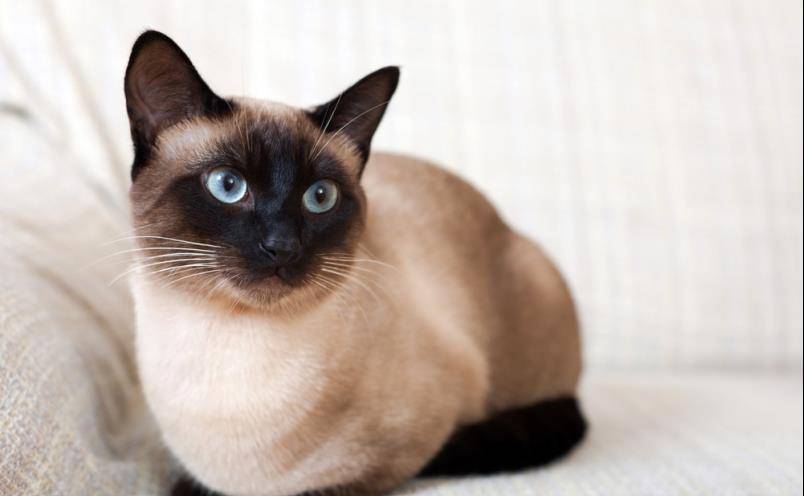 翻开猫咪的毛看看 原来五彩斑斓的黑真的存在 基因