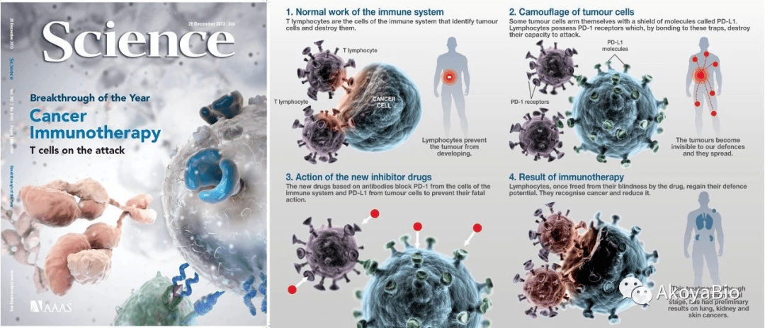 案例分享 Cd39 Cd8 T细胞可作为肺癌pd 1免疫治疗效果预测新型生物标志物 肿瘤