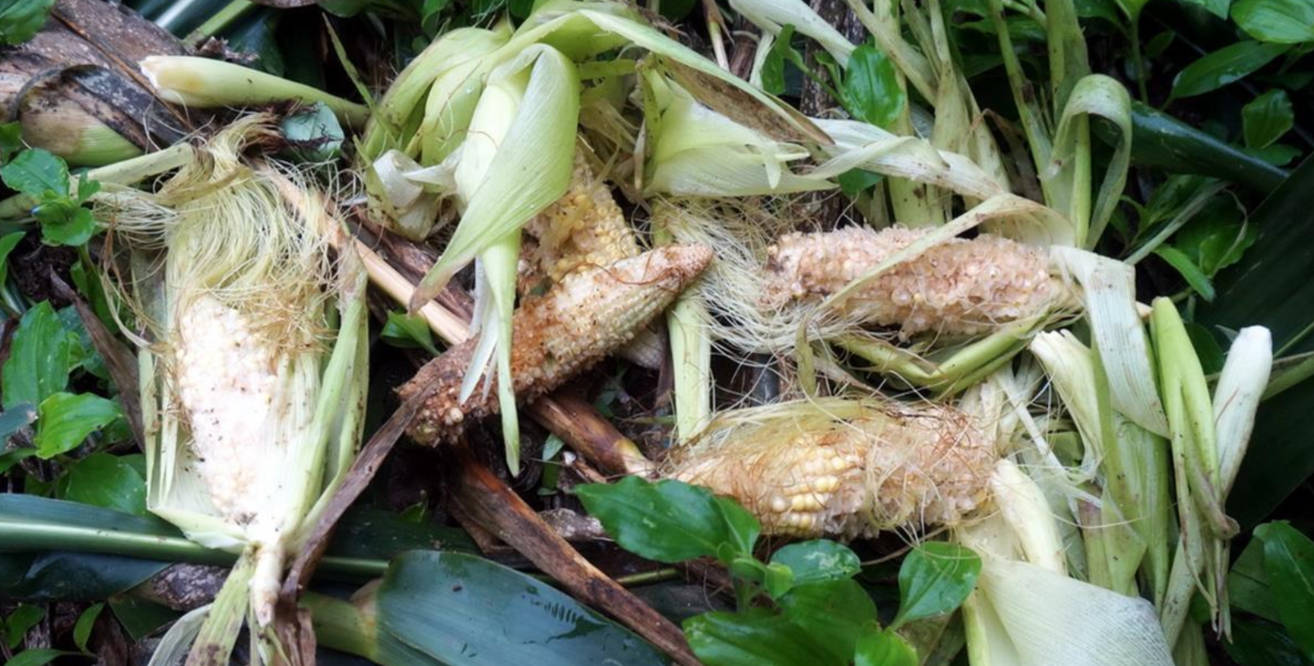 一年糟蹋数百万斤粮食湖北十堰野猪成灾保护动物成当地一害