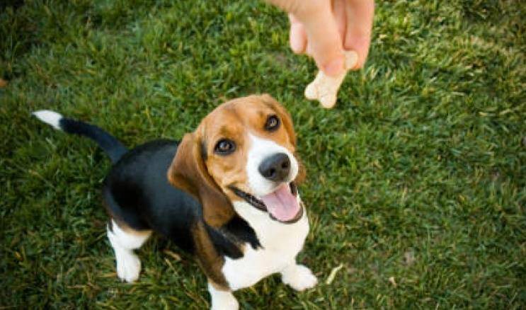 怎么哄狗狗上厕所 c092849fda4a43bc94416d2847ebae4a.jpeg