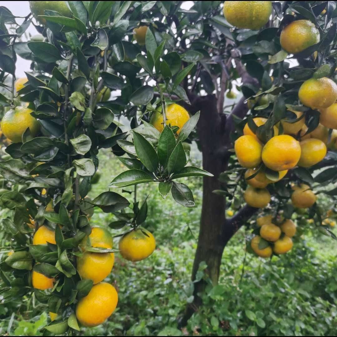 由良蜜橘的优缺点宁海日本温州蜜桔由良苗多少钱一颗品种特性