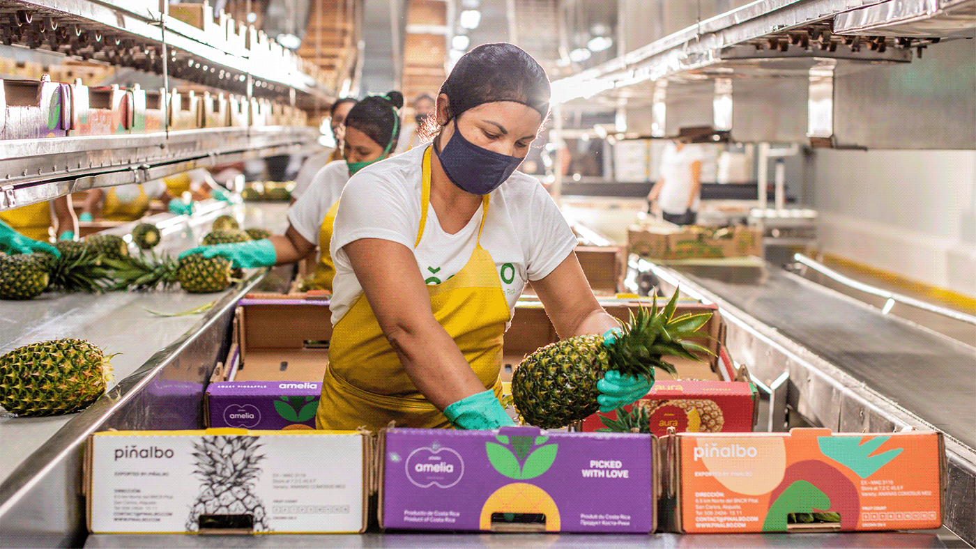 Atelier|平面设计 | Pi?albo 哥斯达黎加水果品牌形象设计