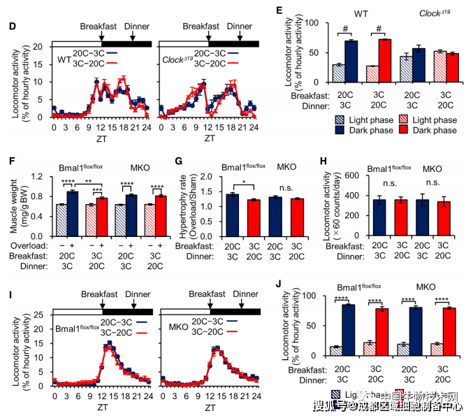 补充|想要强身健体效果显著吗?那就在早餐补充更多的蛋白质!