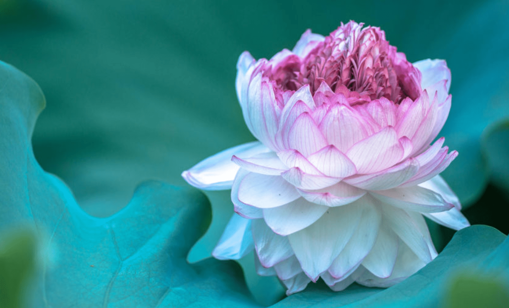 原创7月底,旧爱徘徊,良缘回归,桃花缠绕,3生肖难舍难分,好运连连