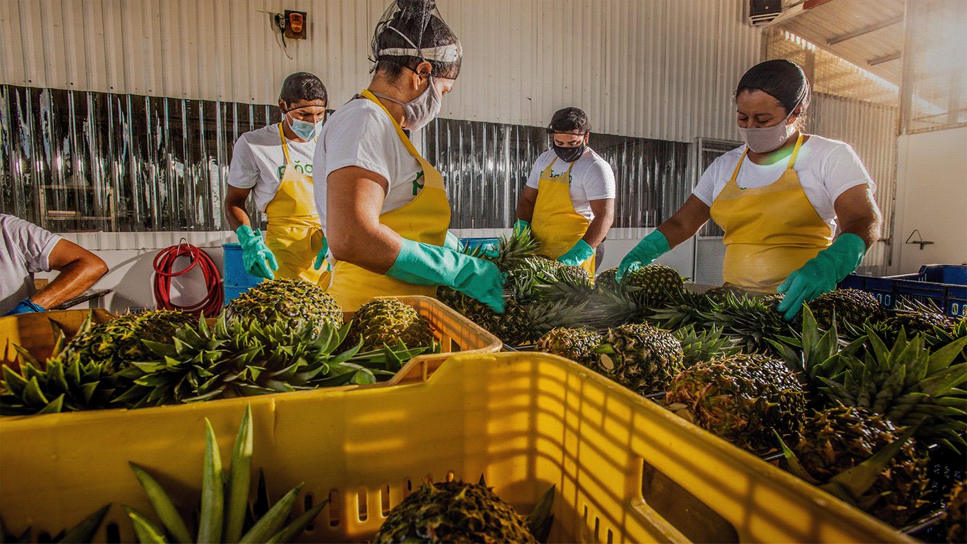 Atelier|平面设计 | Pi?albo 哥斯达黎加水果品牌形象设计