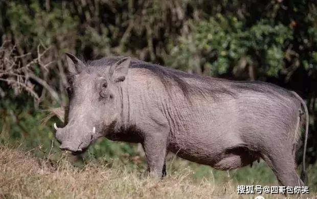 虽长得丑却是唯一能在数月没有水情况存活动物——疣猪_搜狐网