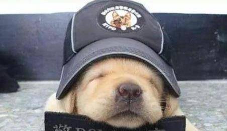 狗狗總是迷迷糊糊想睡覺, 是不是生病了? 其實許多人都想錯了 萌趣萌寵 第1张