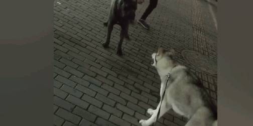 身后|哈士奇街头犯二，挑衅霸气猛犬卡斯罗，但是猛犬却怂了……
