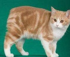 白猫排名_二哈和他的白猫师尊(2)