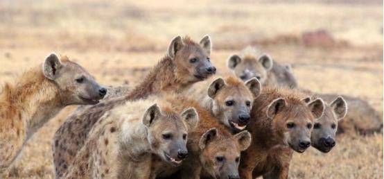 人能打过一只鬣狗吗 0bd32a6373484b8e83b0995111a45b7d.jpeg