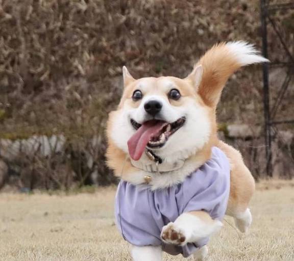 肠胃|原来这才是柯基“断尾”的原因，你会让它断尾吗？