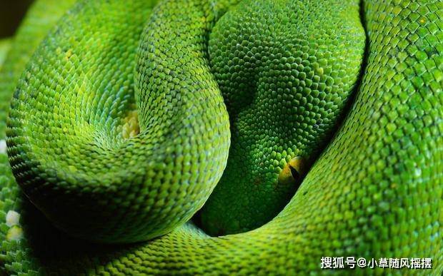 蟒蛇界的"慵懒美蛇"!极其黏"树"的翡翠精灵——绿树蟒