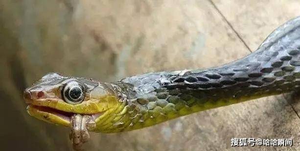 蛇是怎么生出来的过程 60720c11e89041d58ff2df646a03daef.jpeg