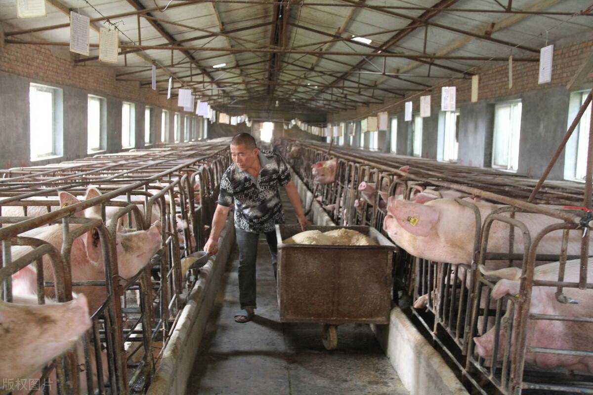四川河南政策频发养猪业已变价格怎么走农业部发布重要提醒