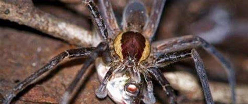 梦境解析，清水游鱼与蜘蛛的奇异交织