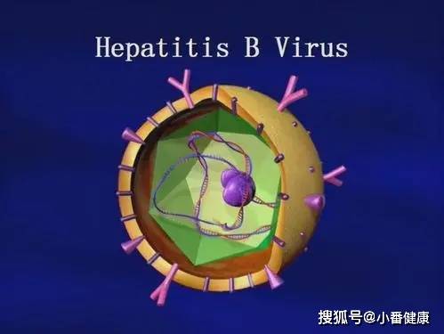 人员|从分子生物学，衣壳抑制剂方向，介绍5种在研乙肝新药开发进展