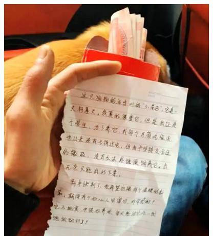 因为|柯基被抛弃在公园，箱内还有一个红包，打开一看，瞬间落泪了