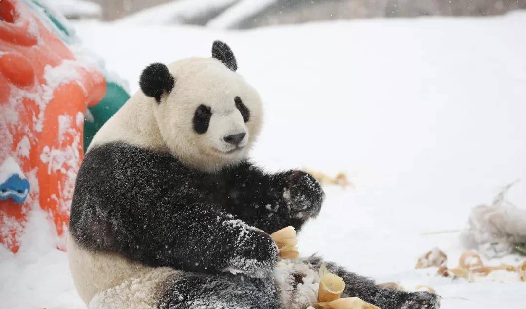 撒欢 “川妹子”偏爱北方的大雪，尽情撒欢儿，萌趣无限！