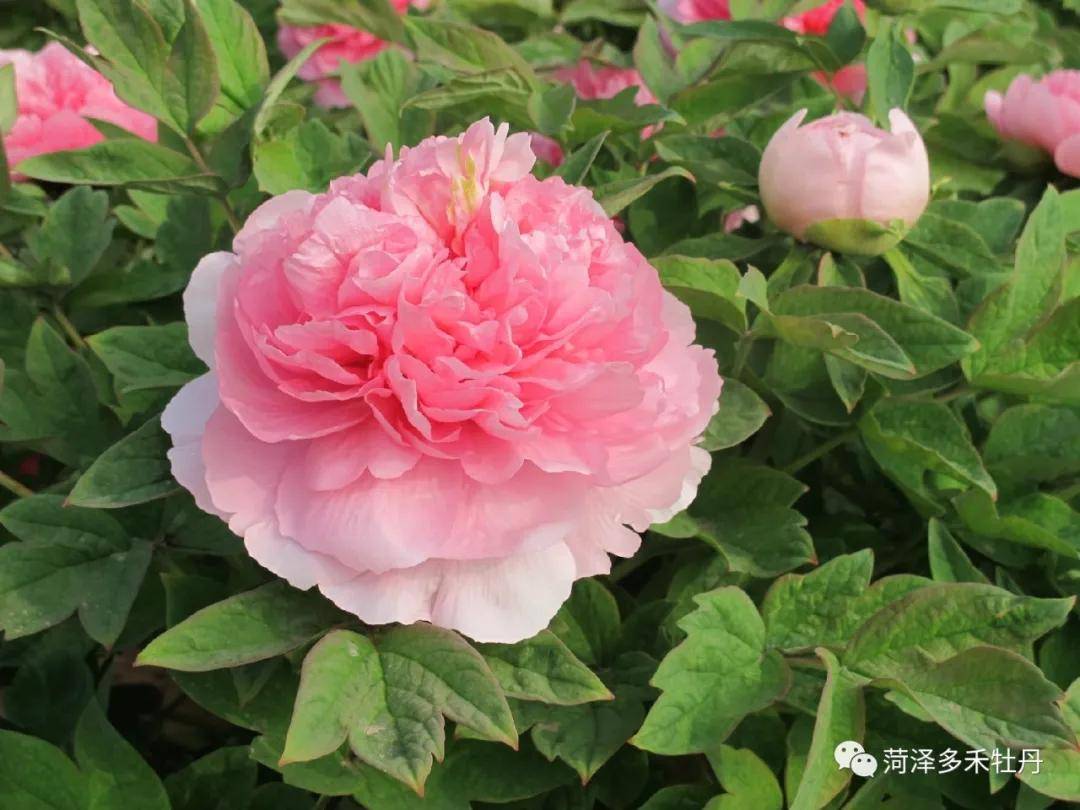 观赏牡丹品种介绍贵妃插翠牡丹