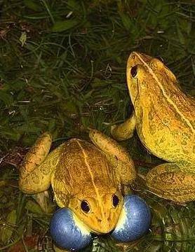 原创印发现一群金黄色的牛蛙是因在繁殖期体色由青棕色变为金黄色