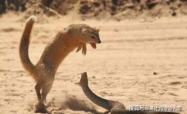 鼓腹丝蝰蛇生前不是狐獴对手 被猎杀后还要被分食 动物