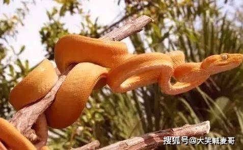 原创极其稀有的纯色蛇——亚马逊树蚺