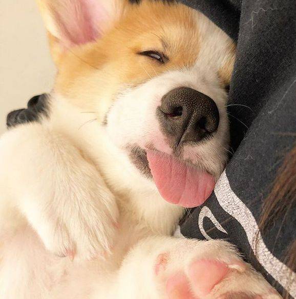 Donut|柯基的长舌头总是放外面,萌得有些犯规,据说是科学散热