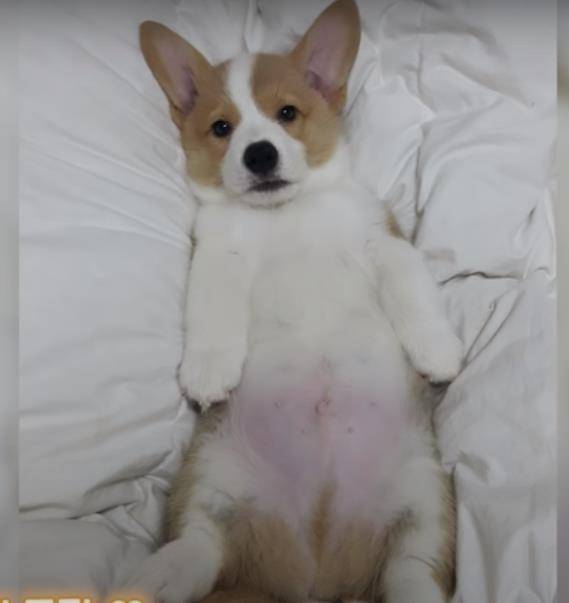 阿泽西|韩国小哥舍弃终身大事，只为养8只柯基！谁能拒绝它们的魅力？