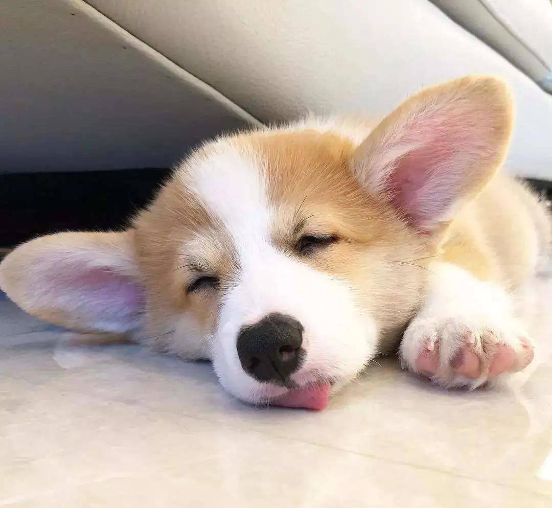 阿泽西|韩国小哥舍弃终身大事，只为养8只柯基！谁能拒绝它们的魅力？