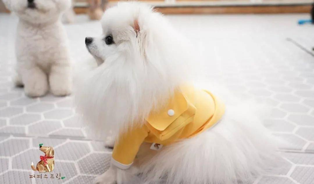 活动|韩国宠物幼儿园开学，狗狗们的新校服萌翻了！还有专属书包口水巾